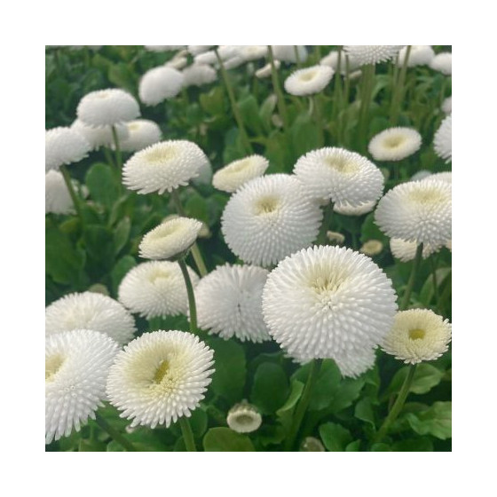 Mārpuķītes Tasso White (20...