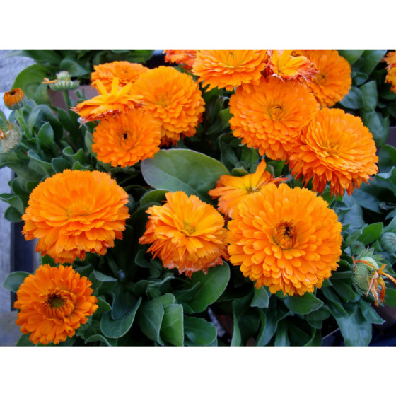 Kliņģerītes ārstnieciskās...