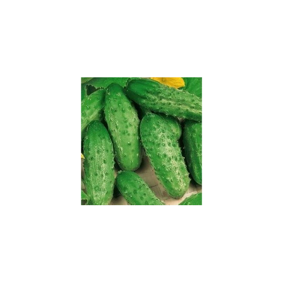 Gurķi Cezar F1 100g