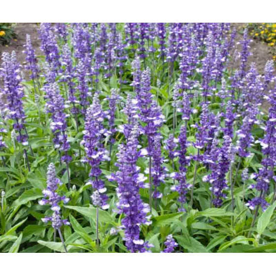 Salvija miltainā "Fairy...
