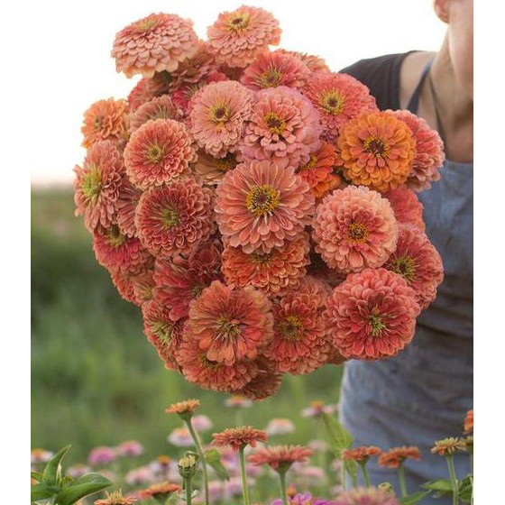 Cinnijas gleznās Benary's...