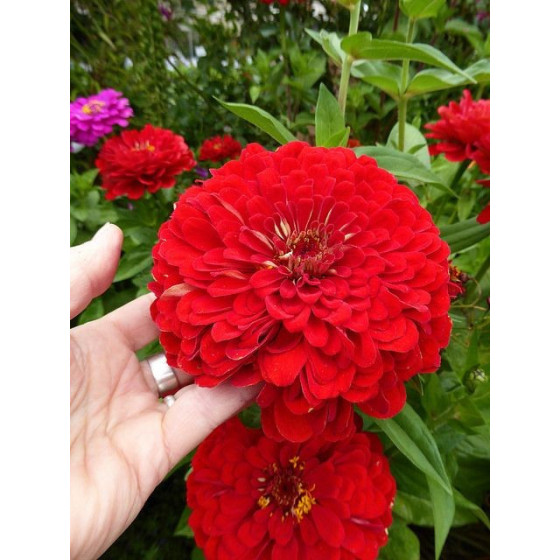 Cinnijas gleznās Benary's...