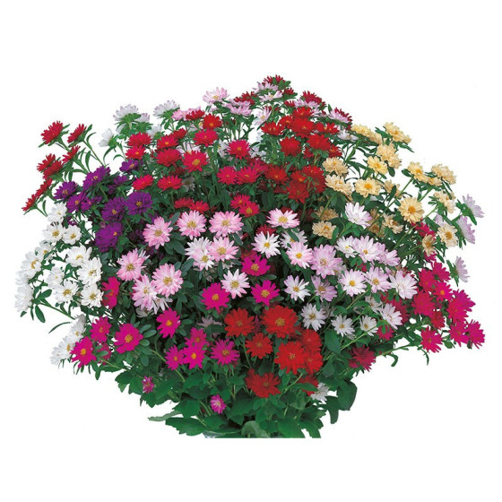 Asteres ķīnas Serenade Mix...