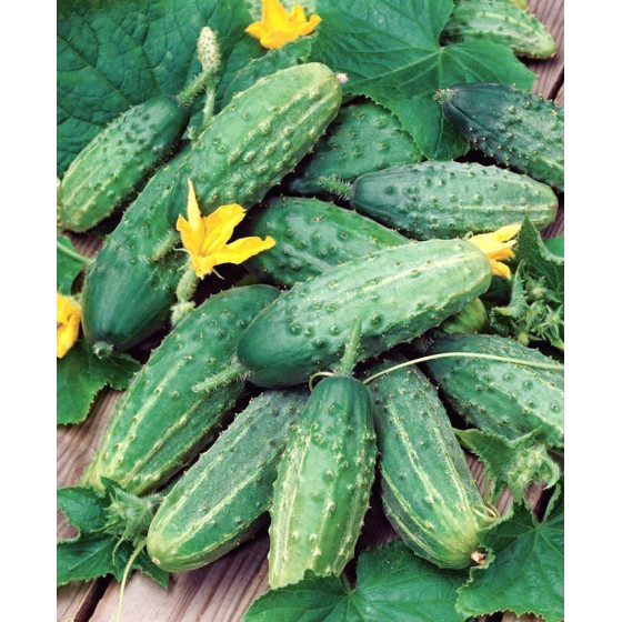 Gurķi Soplica F1 25g