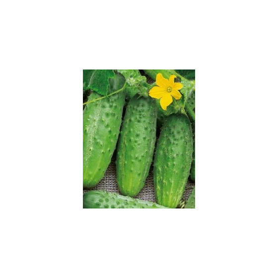 Gurķi Krak F1 25g