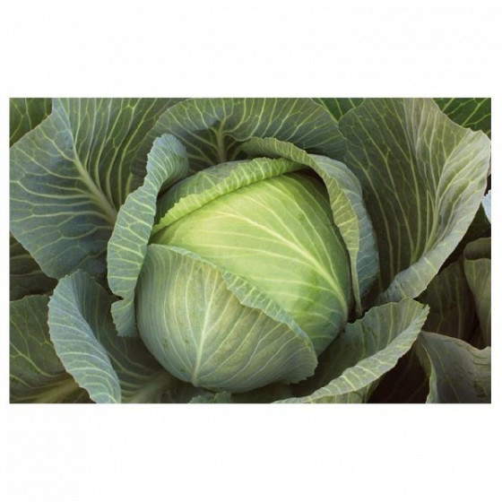 Kāposti Flexton F1 ~30 sēklas