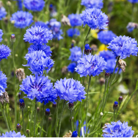 Rudzupuķes "Goliath Blue" 0,5g