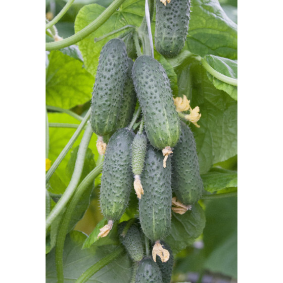 Gurķi Ansor F1 250s