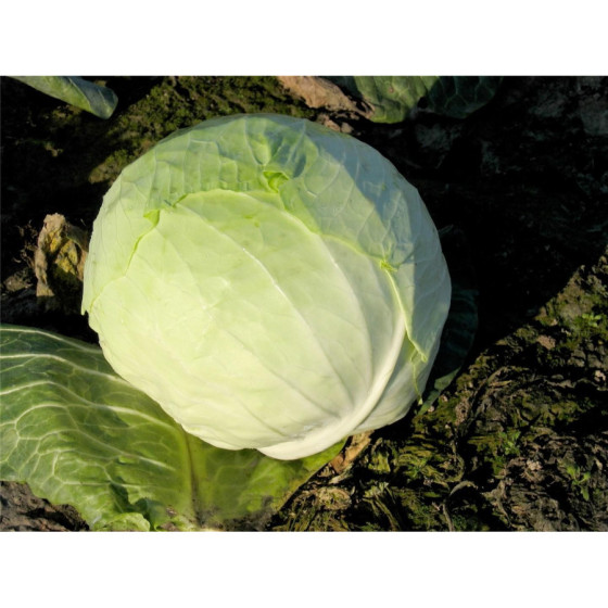 Kāposti Jaguar F1 ~50s...