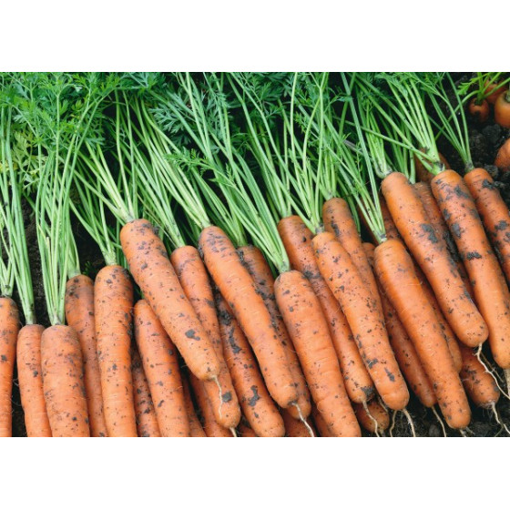 Burkāni Narbonne F1 (25000...