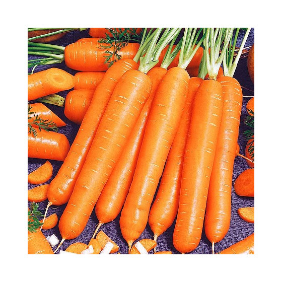 Burkāni Maestro F1 (100'000...