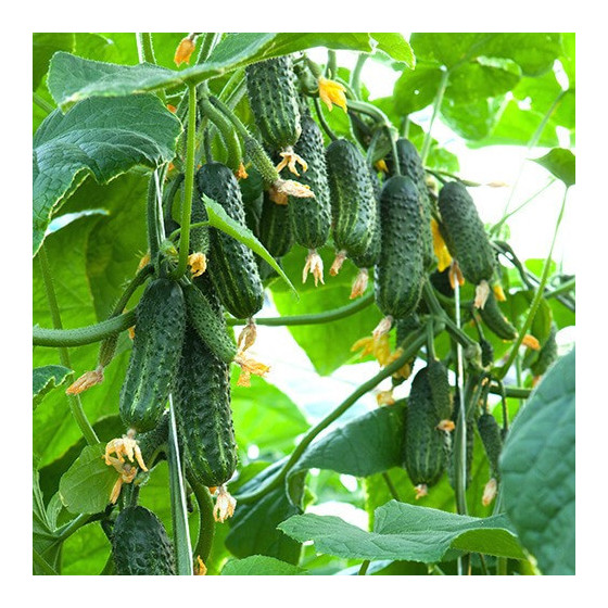 Gurķi Ekol F1 500 sēkl.