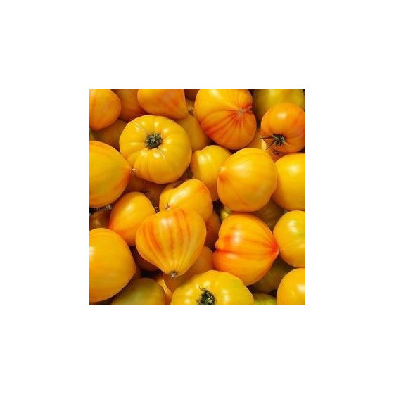 Tomāti Gourmansun F1 (250...