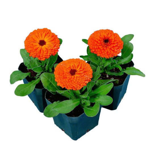 Kliņģerītes zemās Calypso...