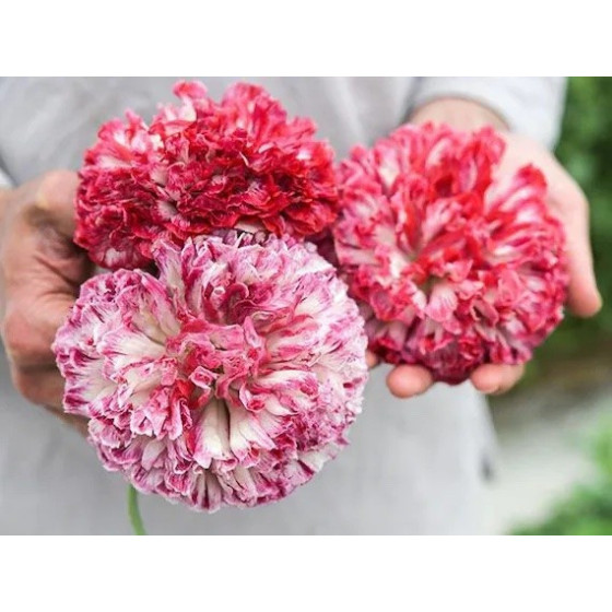 Magones "Flemish Antique...