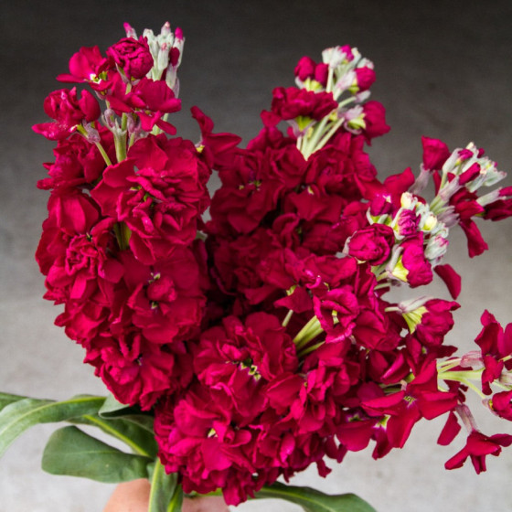 Lefkojas Katz Ruby (20 sēklas)