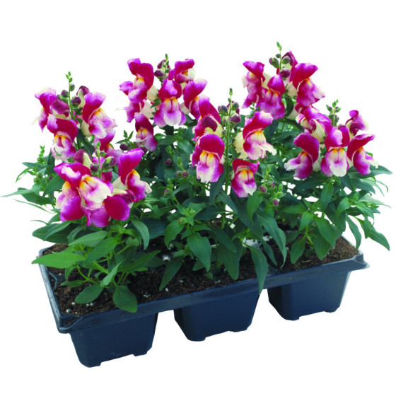 Lauvmutītes lielās Floral...