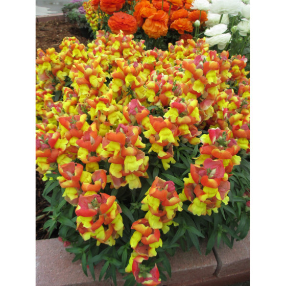 Lauvmutītes lielās Floral...