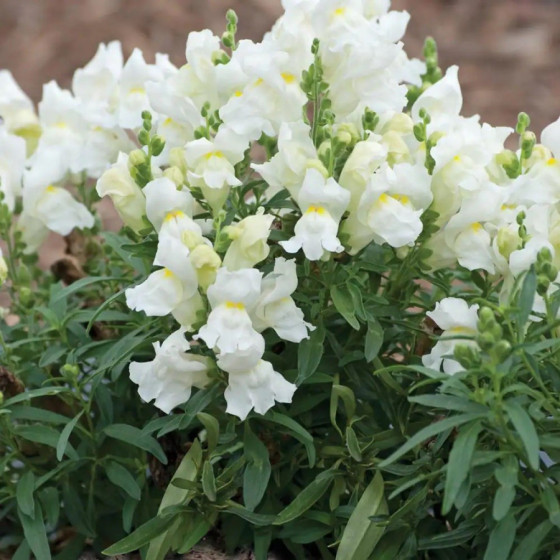 Lauvmutītes lielās Floral...