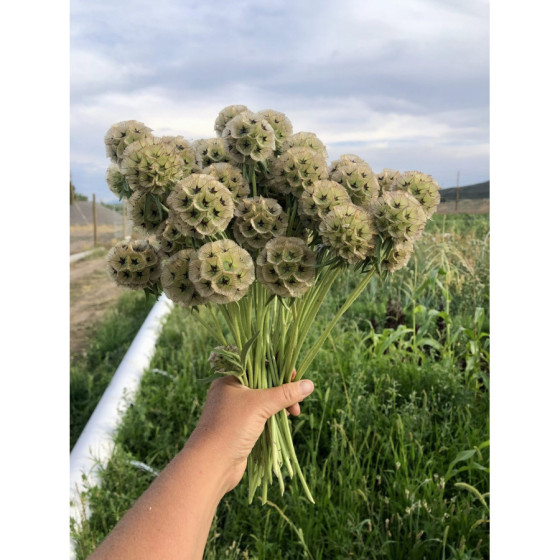 Skabiozas zvaigžņu Paper...