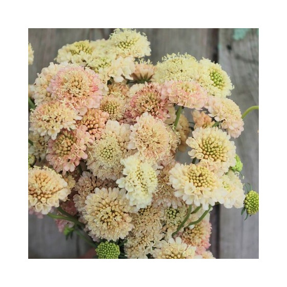 Skabiozas purpura "Fata...