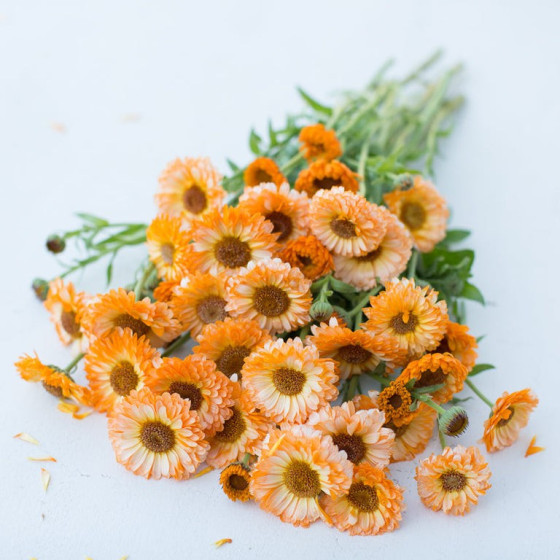 Kliņģerītes "Pink Surprise" 1g