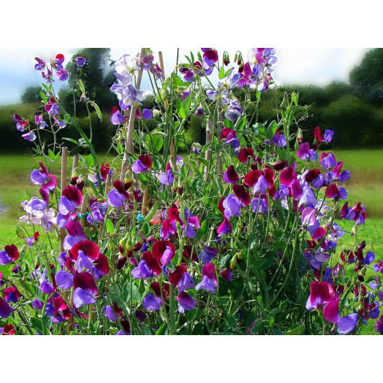 Puķuzirnīši smaržīgie...