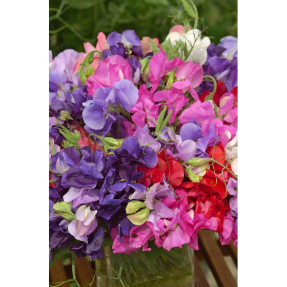 Puķuzirņi "King Size...