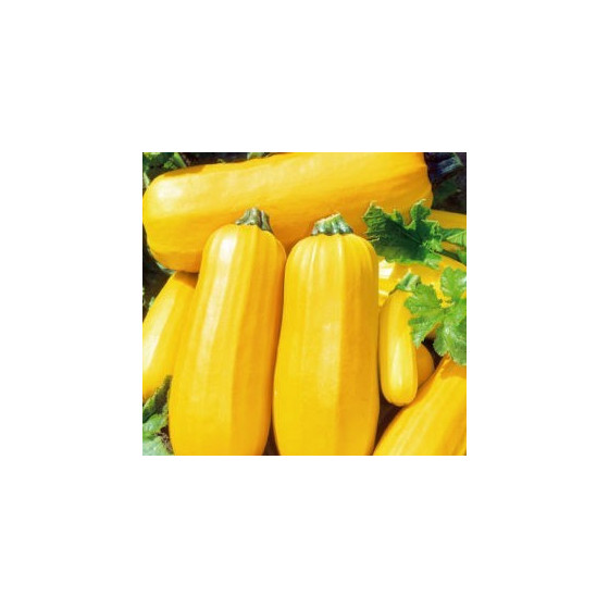 Kabači Złoty Cepelin 25g