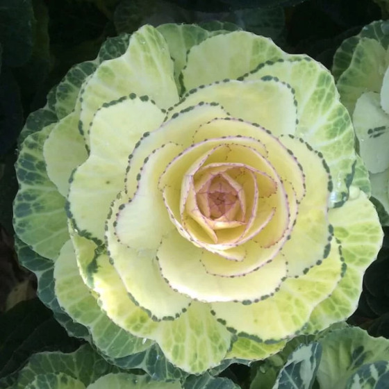 Dekoratīvie kāposti Condor...