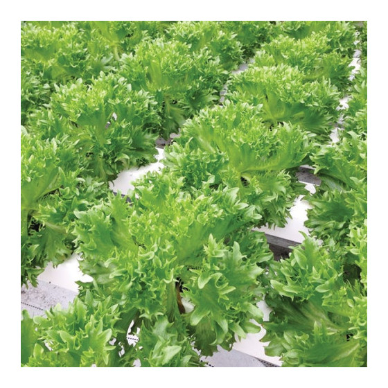 Salātu sēklas Frillice (100s)