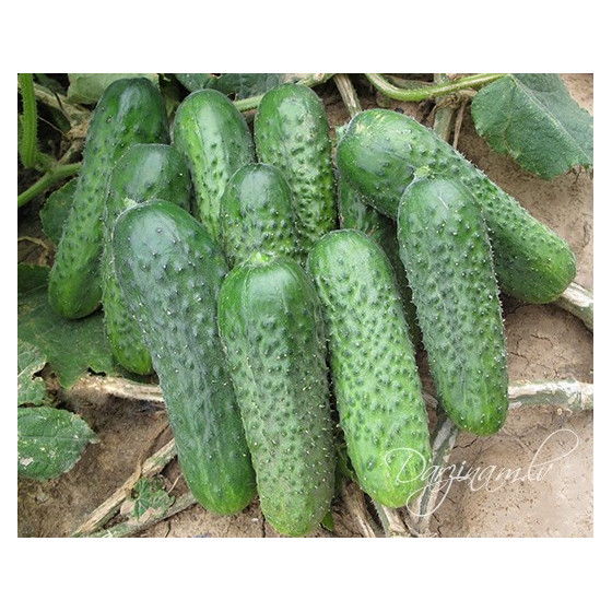Gurķu sēklas Platina F1 10s