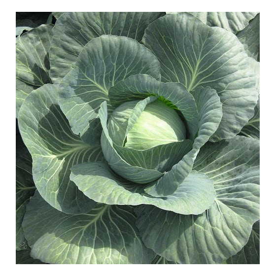 Baltie galviņkāposti...