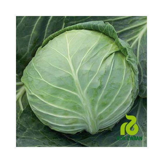 Galviņkāposti CILEMA RZ F1...