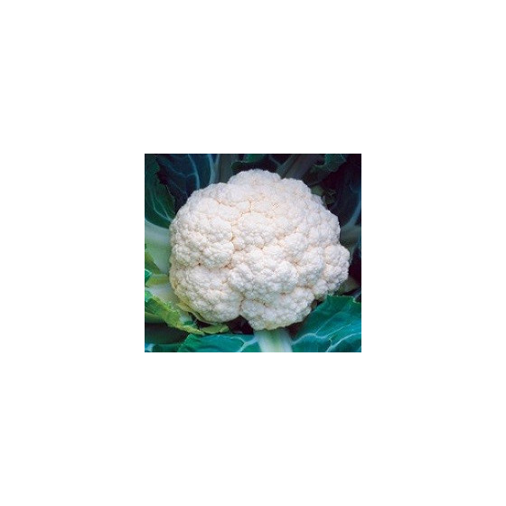 Ziedkāposti Arizona F1 20s