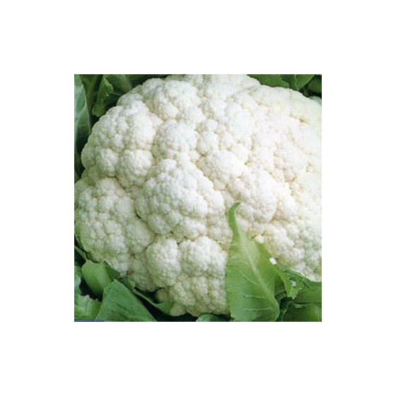 Ziedkāposti Goodman ~50s