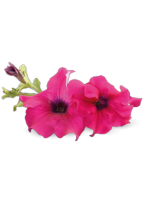 Agronom: Puķu sēklas