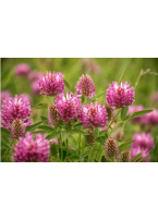 Zāliena sēklas:dažādi